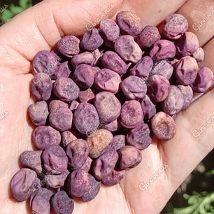 Semillas de Arvejón Morado - Semillas agroecológicas