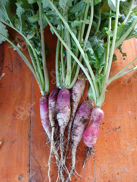 Semillas de Rabanito Flamboyant - Semillas agroecológicas