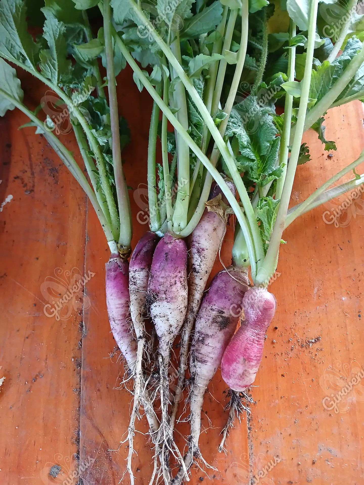 Semillas de Rabanito Flamboyant - Semillas agroecológicas 1