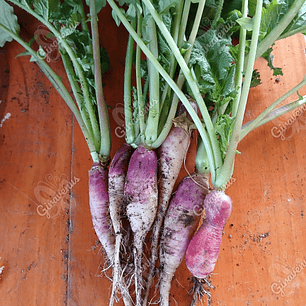 Semillas de Rabanito Flamboyant - Semillas agroecológicas
