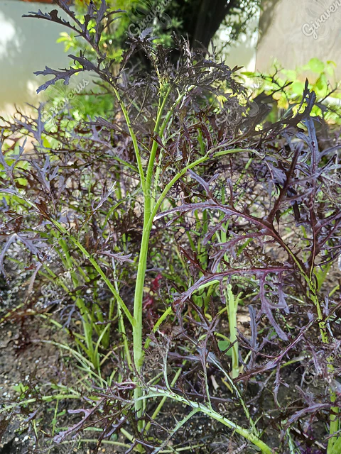 Semillas de Mizuna Morada - Semillas agroecológicas