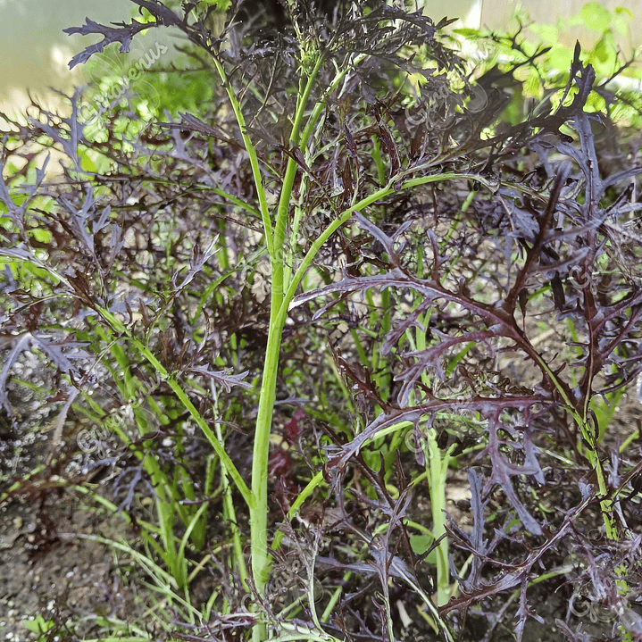 Semillas de Mizuna Morada - Semillas agroecológicas 1