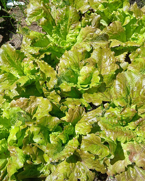 Semillas de Lechuga Sierra - Semillas agroecológicas