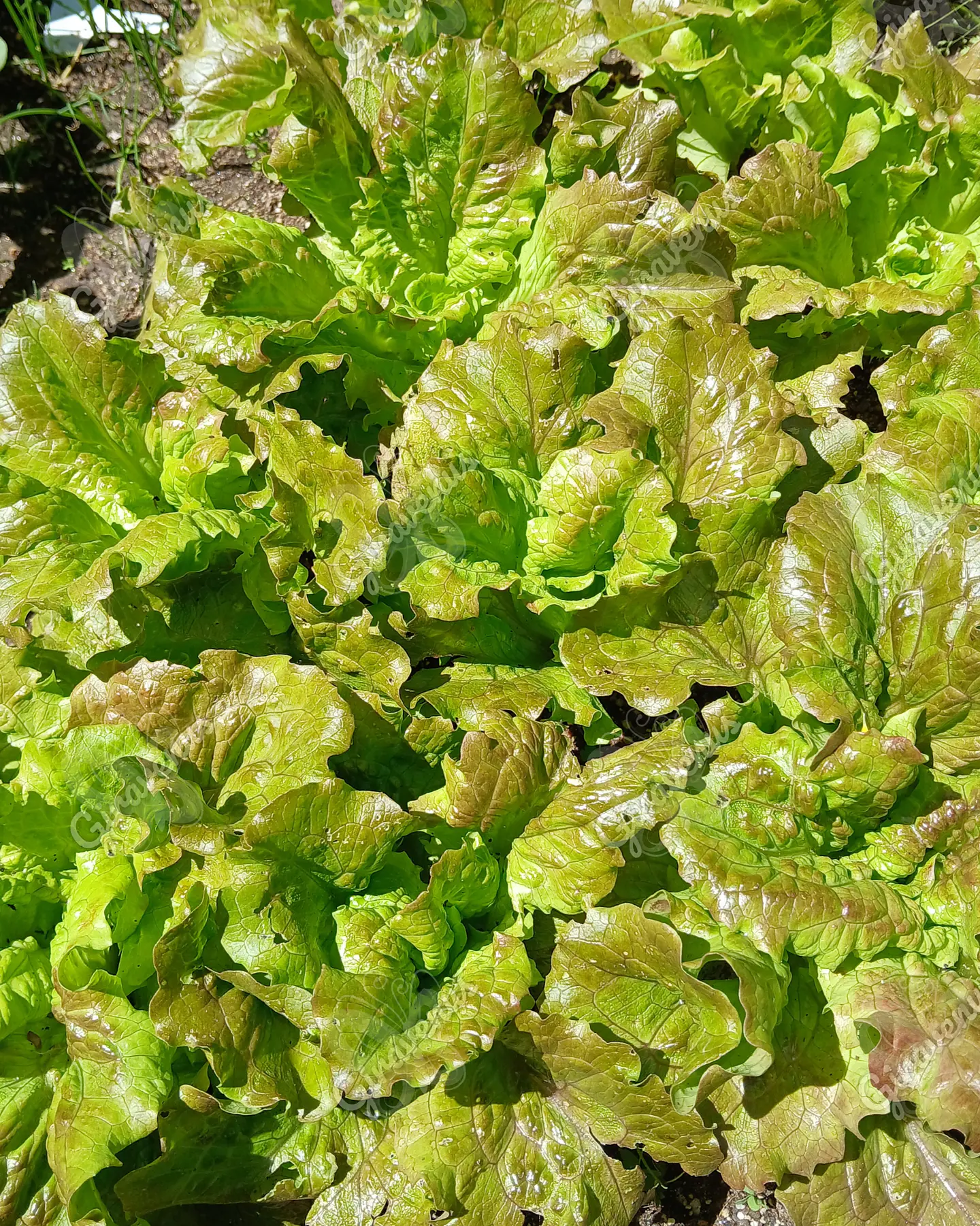 Semillas de Lechuga Sierra - Semillas agroecológicas 1
