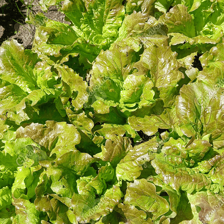 Semillas de Lechuga Sierra - Semillas agroecológicas 1