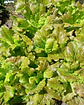 Semillas de Lechuga Sierra - Semillas agroecológicas - Miniatura 1