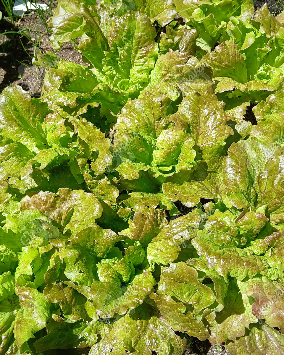 Semillas de Lechuga Sierra - Semillas agroecológicas 1