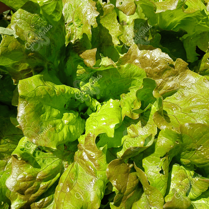 Semillas de Lechuga Sierra - Semillas agroecológicas 2