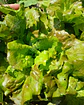 Semillas de Lechuga Sierra - Semillas agroecológicas - Miniatura 2