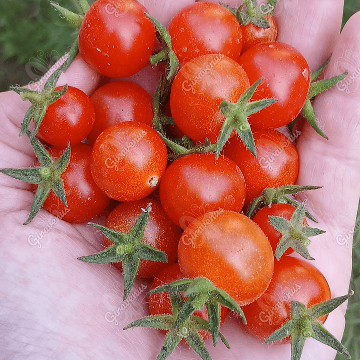 Semillas de Tomate Tenca - semillas agroecológicas 2
