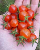 Semillas de Tomate Tenca - semillas agroecológicas - Miniatura 2