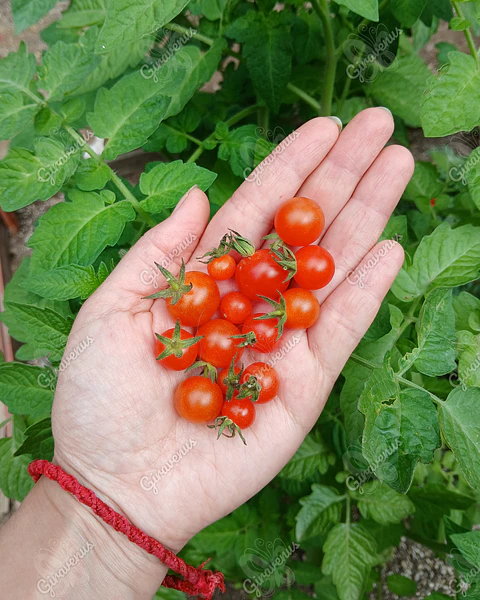 Semillas de Tomate Tenca - semillas agroecológicas