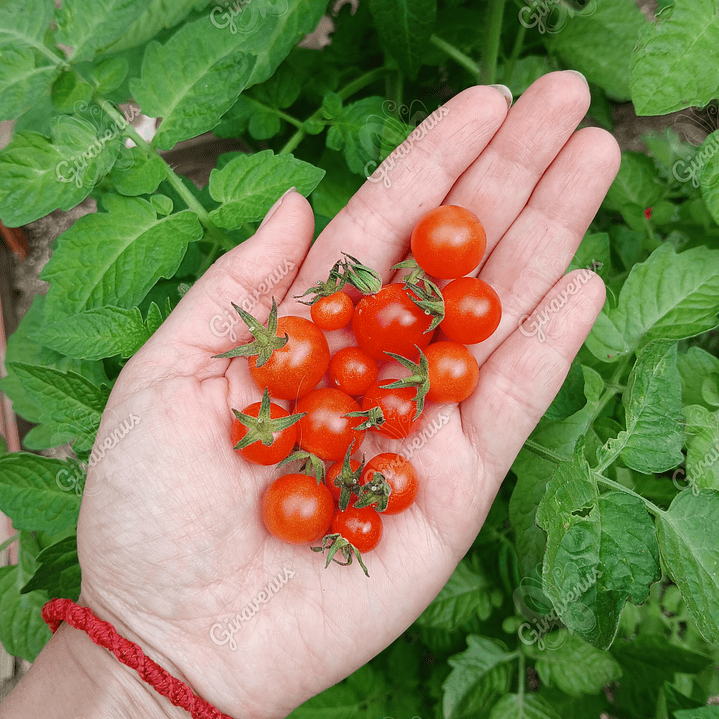 Semillas de Tomate Tenca - semillas agroecológicas 1