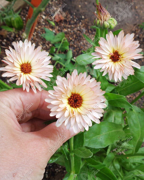 Semillas de Caléndula Strawberry Blonde - Semillas agroecológicas