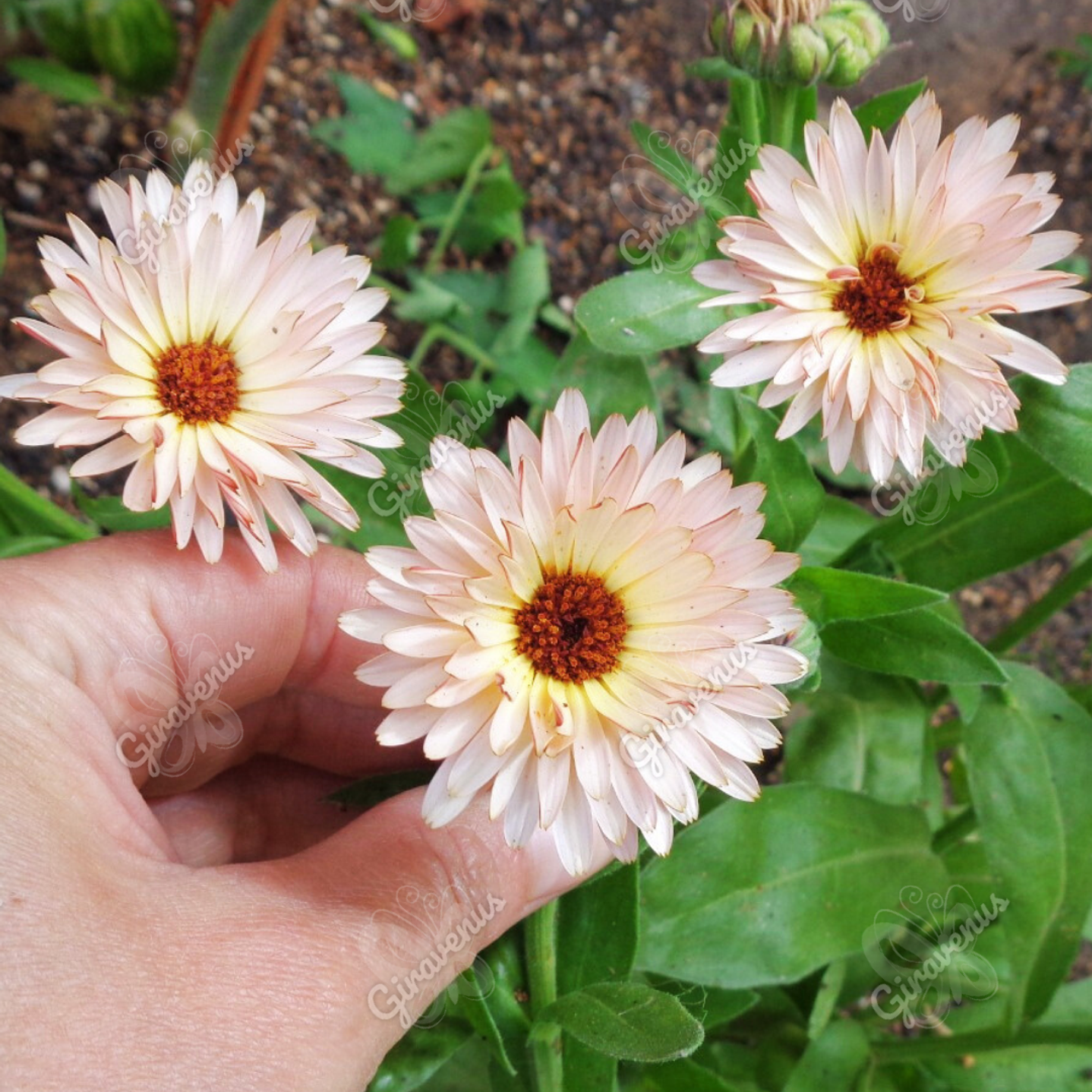 Semillas de Caléndula Strawberry Blonde - Semillas agroecológicas 1