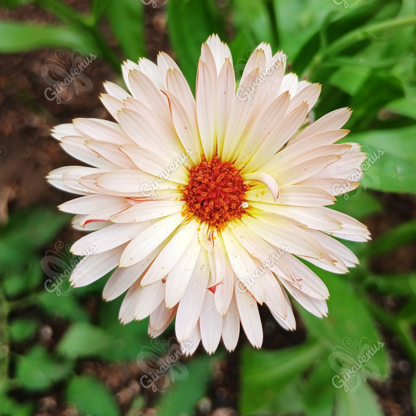 Semillas de Caléndula Strawberry Blonde - Semillas agroecológicas 2