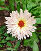 Semillas de Caléndula Strawberry Blonde - Semillas agroecológicas - Miniatura 2