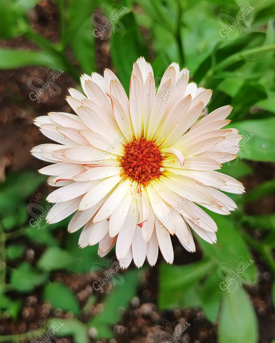 Semillas de Caléndula Strawberry Blonde - Semillas agroecológicas 2