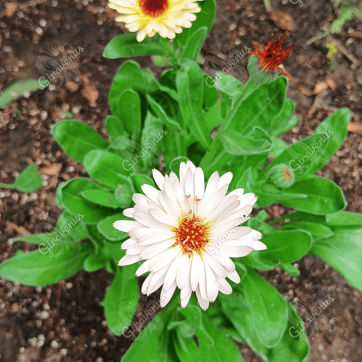 Semillas de Caléndula Strawberry Blonde - Semillas agroecológicas 3