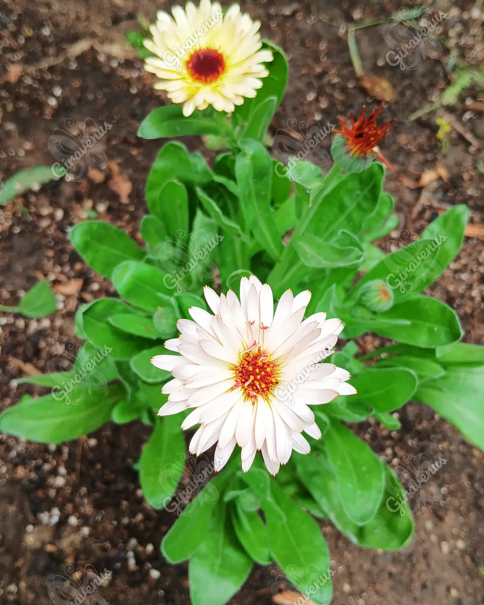 Semillas de Caléndula Strawberry Blonde - Semillas agroecológicas 3