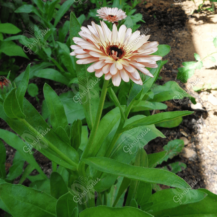 Semillas de Caléndula Strawberry Blonde - Semillas agroecológicas 4