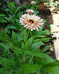 Semillas de Caléndula Strawberry Blonde - Semillas agroecológicas - Miniatura 4