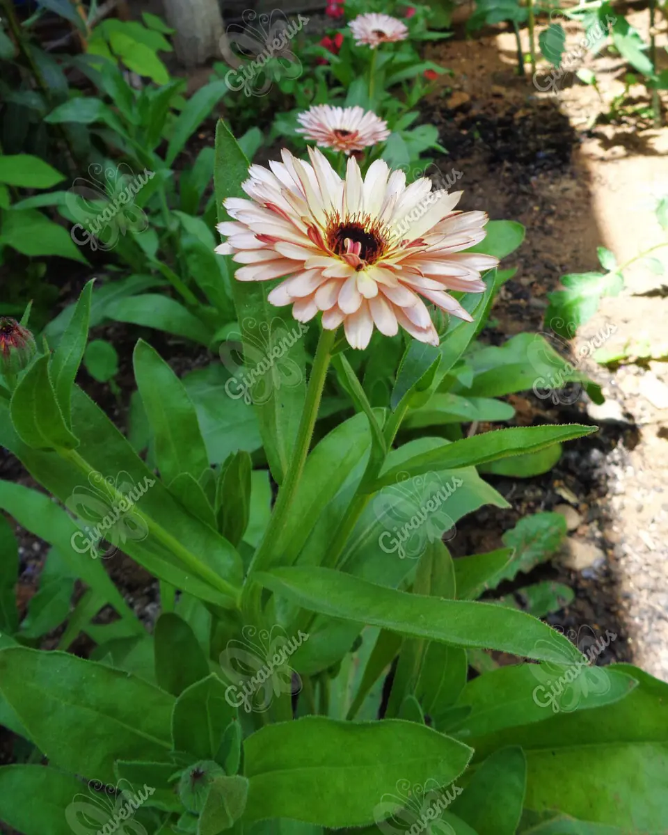 Semillas de Caléndula Strawberry Blonde - Semillas agroecológicas 4