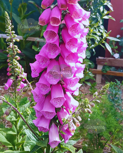 Semillas de Dedalera / Digitalis Purpurea 