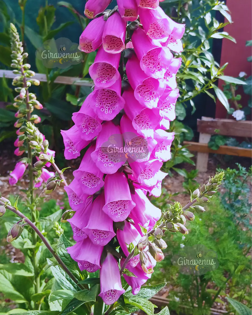 Semillas de Dedalera / Digitalis Purpurea  1
