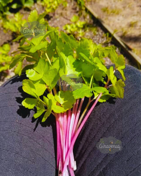 Semillas de Apio Verdura Rosado - Semillas Agroecológicas
