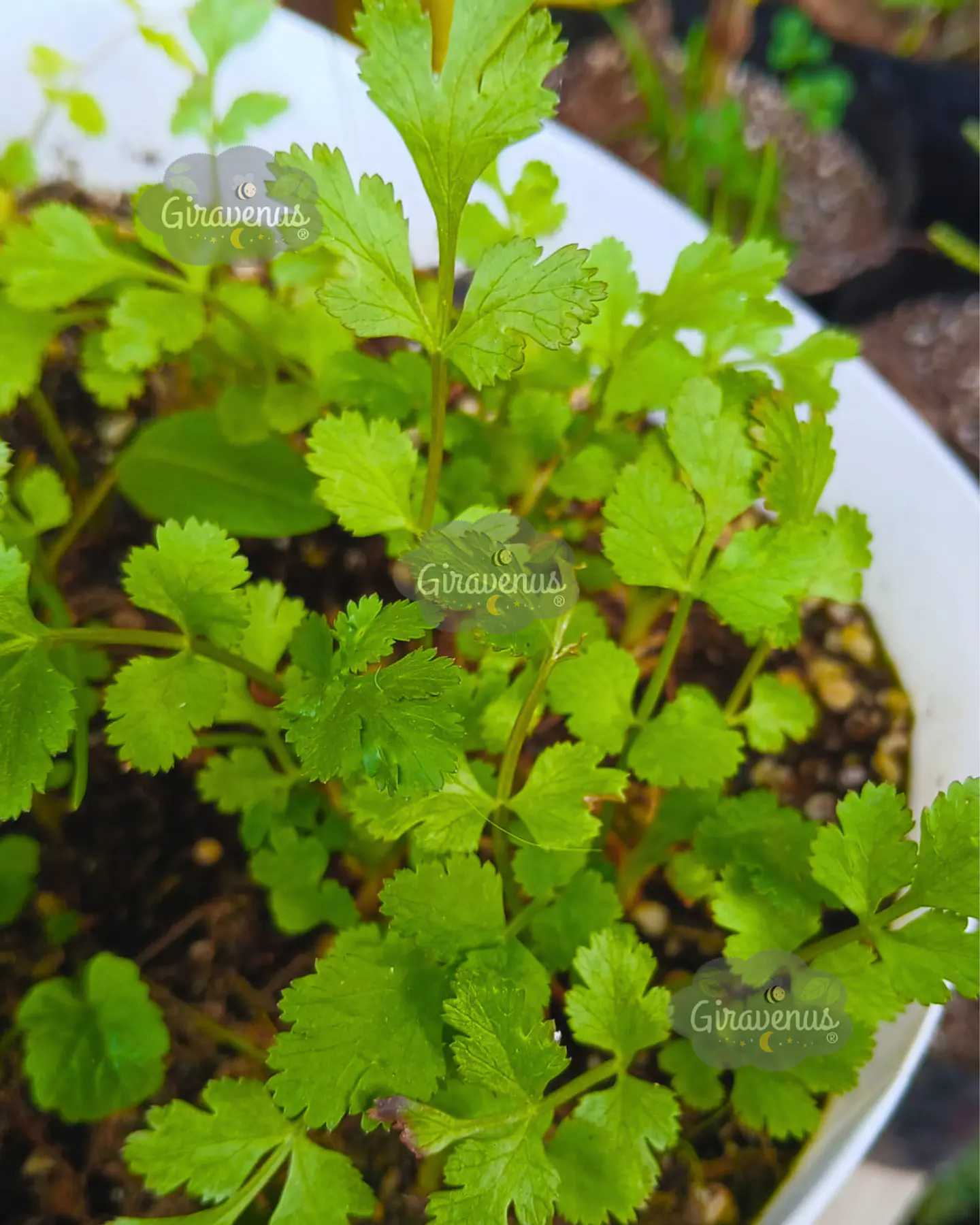 Semillas de Cilantro Común/Cilantro Cultivado - Semillas Agroecológicas 1