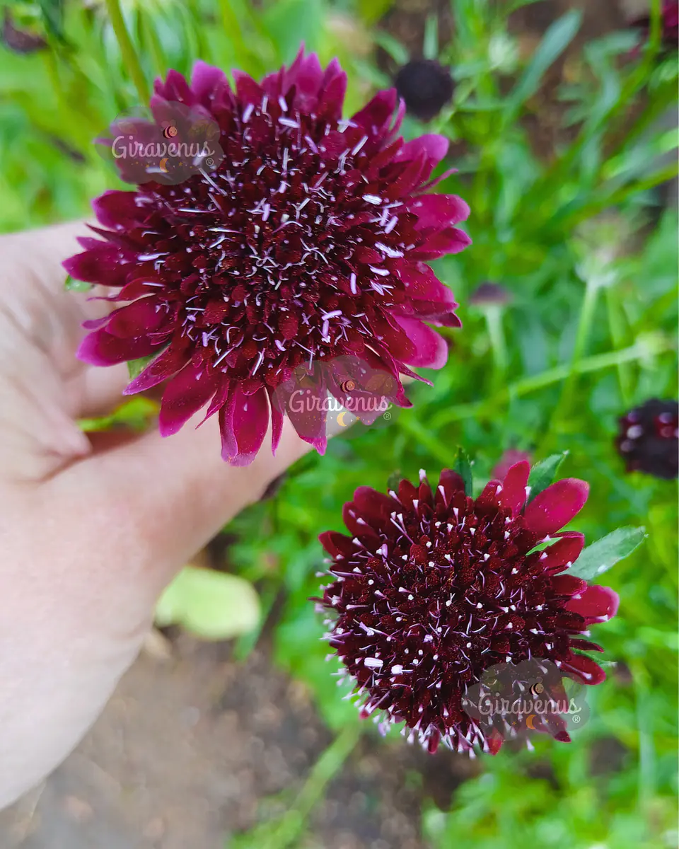 Semillas de Scabiosa Atropurpurea Black Knight / Flor de Viudita - Semillas Agroecológicas 1