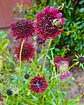 Semillas de Scabiosa Atropurpurea Black Knight / Flor de Viudita - Semillas Agroecológicas - Miniatura 2