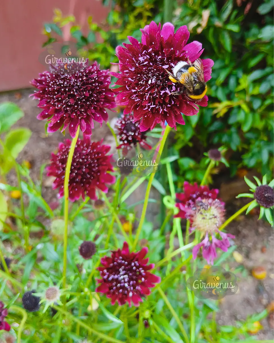 Semillas de Scabiosa Atropurpurea Black Knight / Flor de Viudita - Semillas Agroecológicas 2