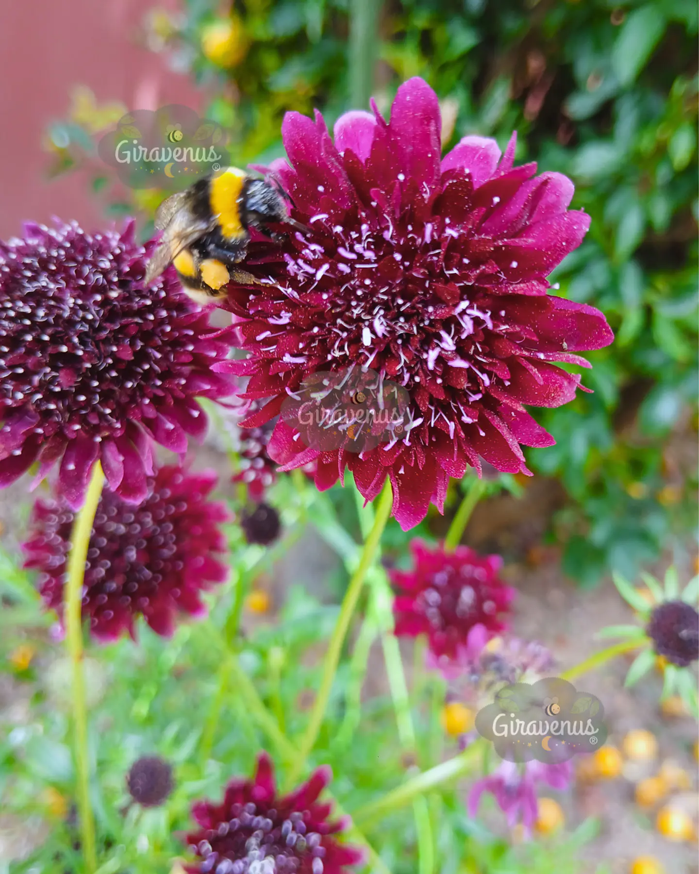 Semillas de Scabiosa Atropurpurea Black Knight / Flor de Viudita - Semillas Agroecológicas 3