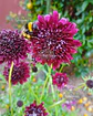 Semillas de Scabiosa Atropurpurea Black Knight / Flor de Viudita - Semillas Agroecológicas - Miniatura 3