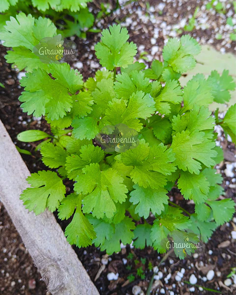 Semillas de Cilantro Santo - Semillas Agroecológicas