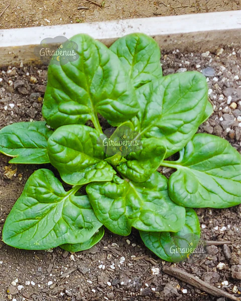 Semillas de Espinaca - Semillas Agroecológicas