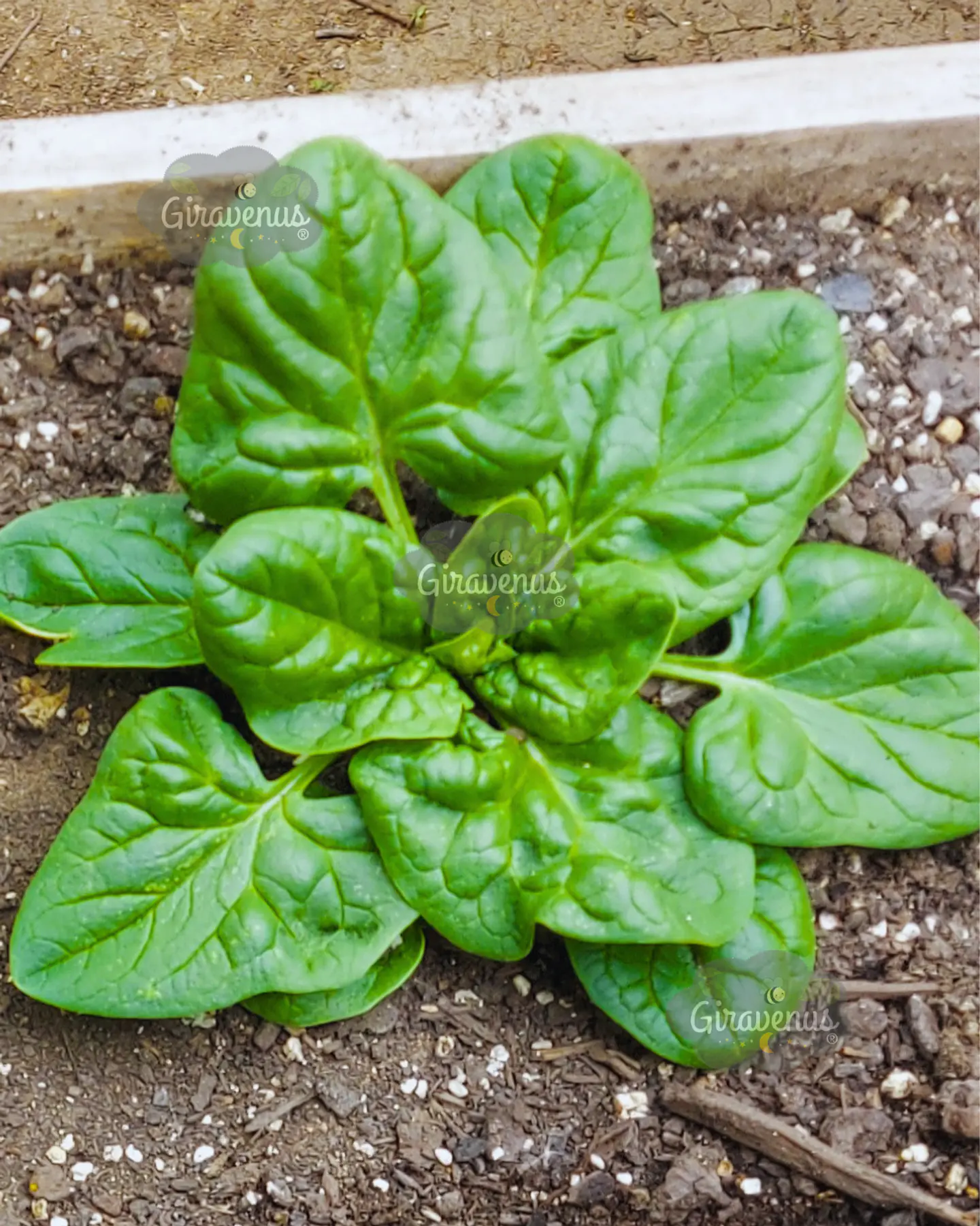 Semillas de Espinaca - Semillas Agroecológicas 1