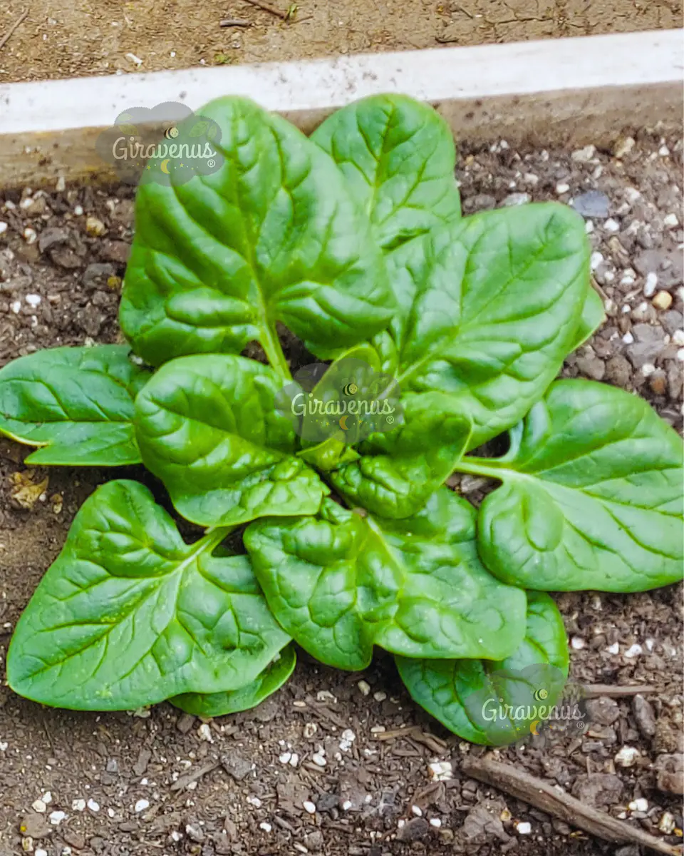 Semillas de Espinaca - Semillas Agroecológicas 1