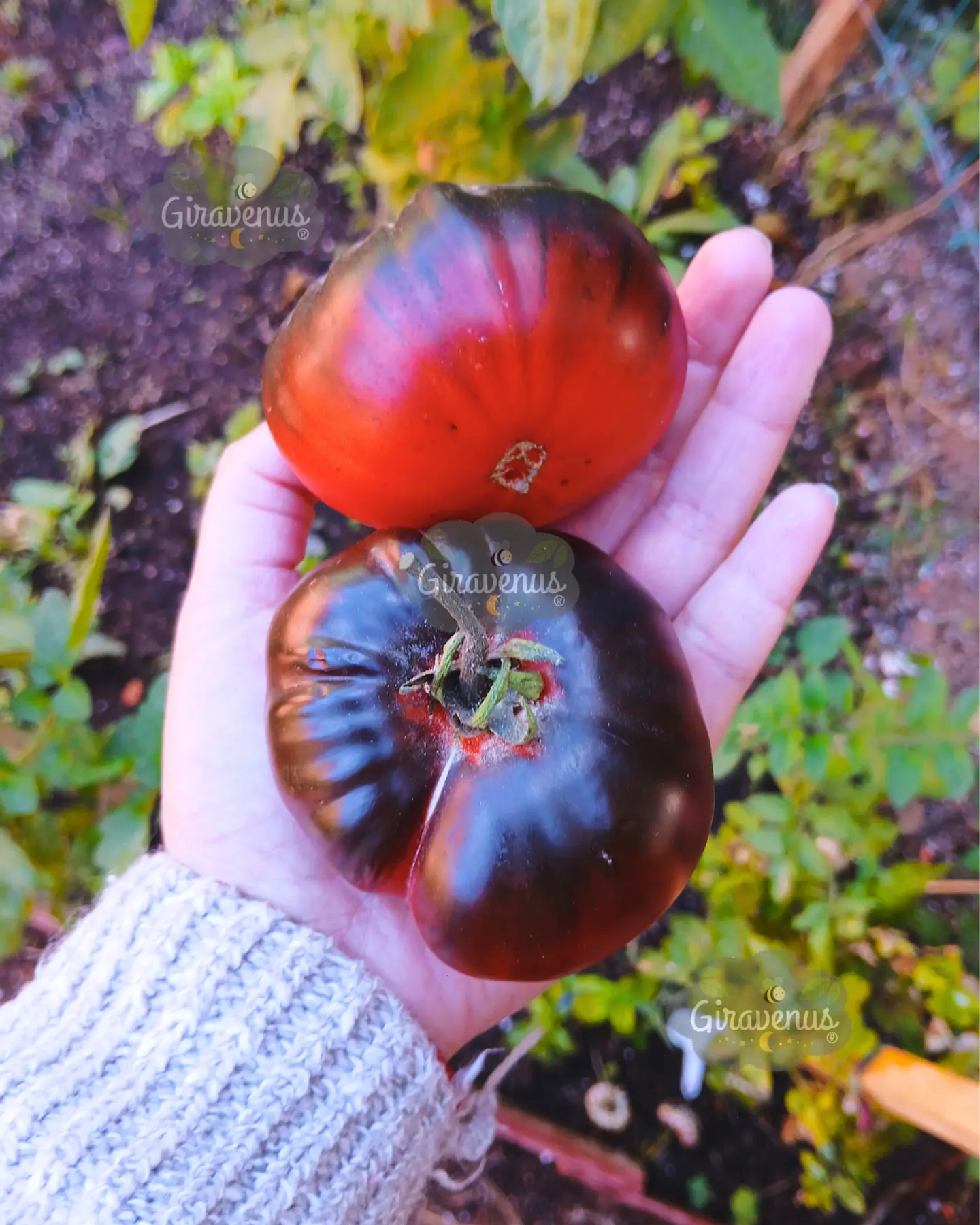 Semillas de Tomate Belleza Morada - Semillas Agroecológicas 1