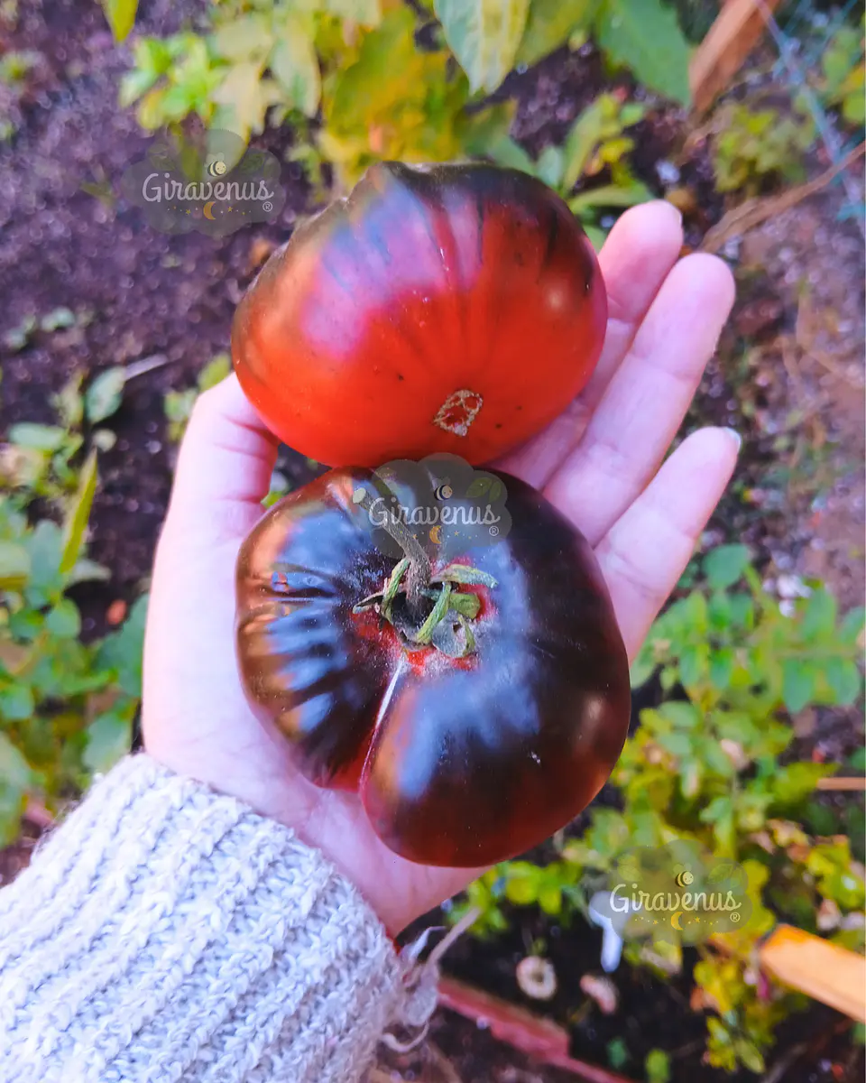 Semillas de Tomate Belleza Morada - Semillas Agroecológicas 1