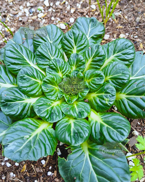 Semillas de Tatsoi - Semillas Agroecológicas