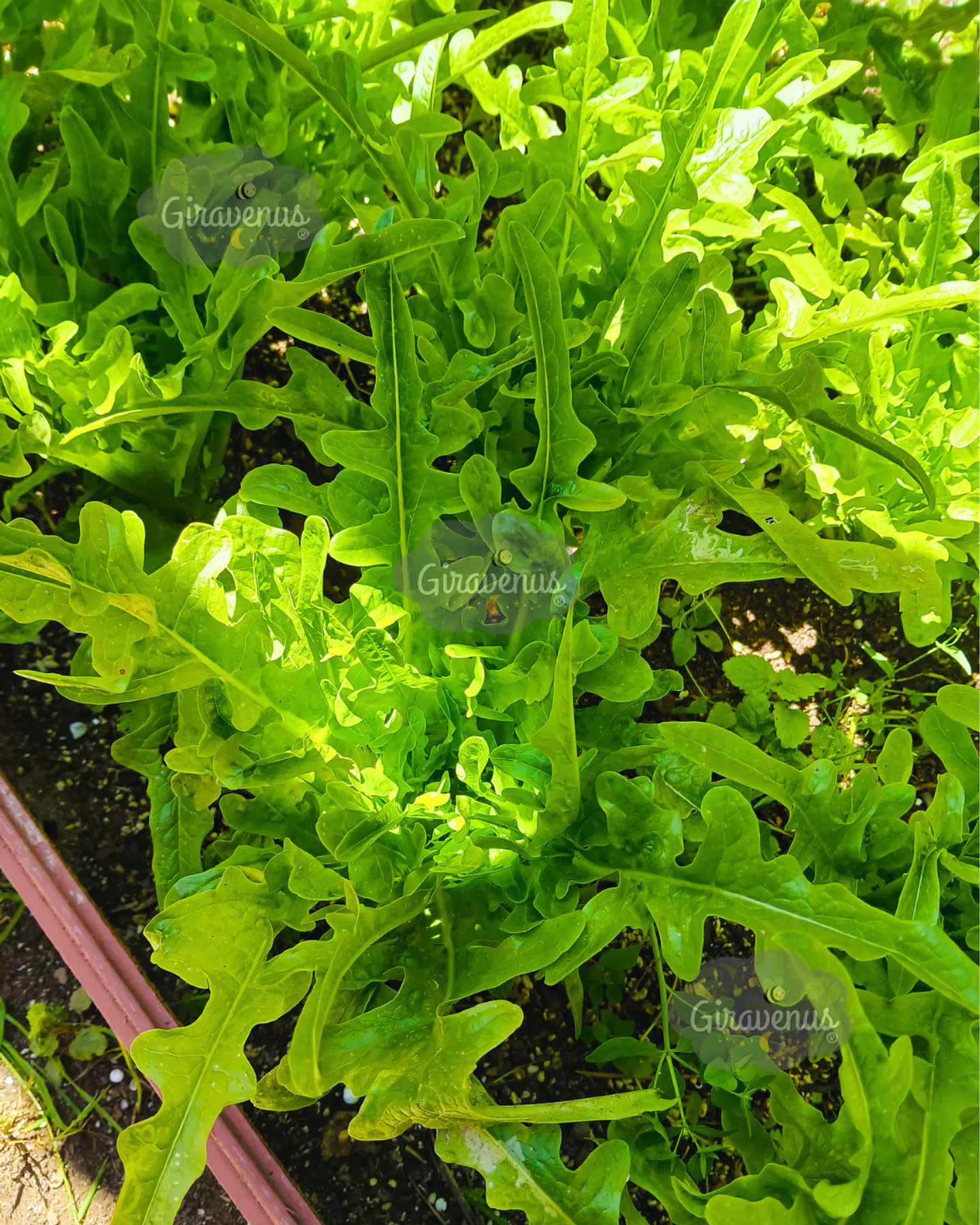 Semillas de Lechuga Hoja de Flecha - Semillas Agroecológicas 2