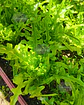 Semillas de Lechuga Hoja de Flecha - Semillas Agroecológicas - Miniatura 2