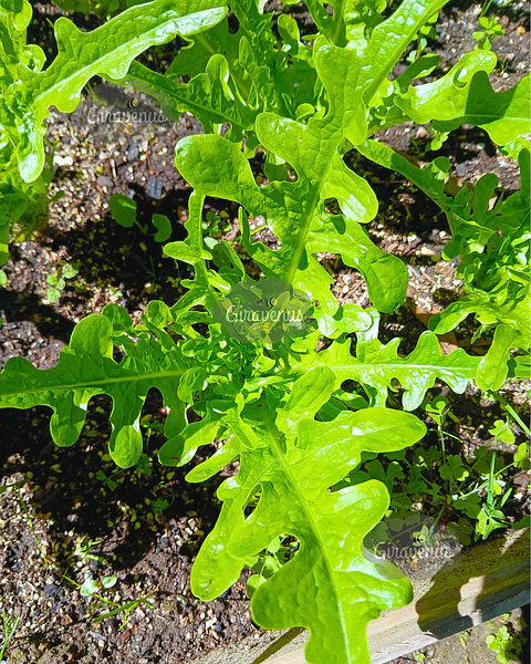 Semillas de Lechuga Hoja de Flecha - Semillas Agroecológicas