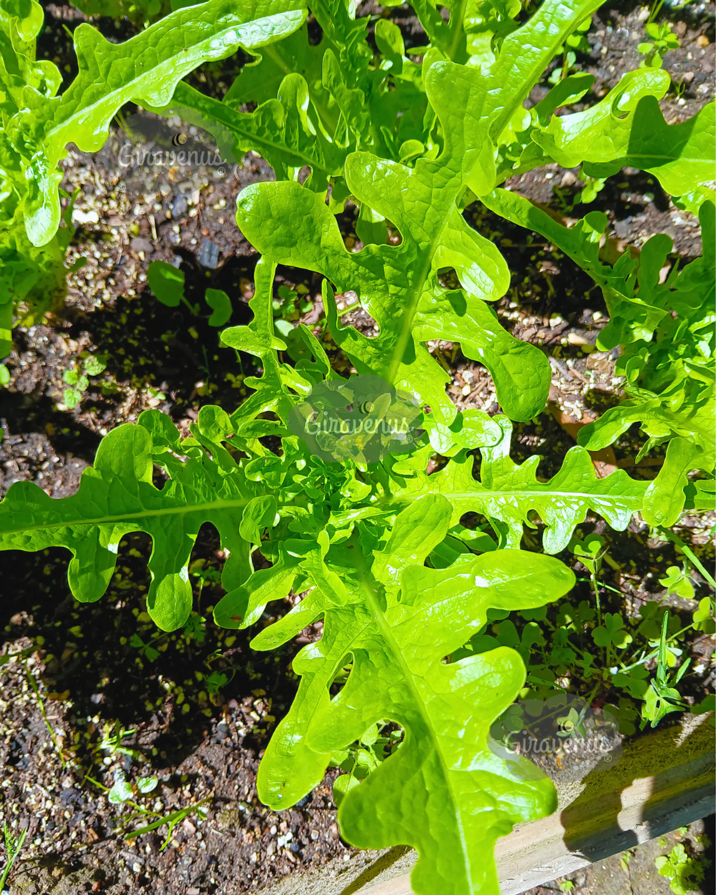 Semillas de Lechuga Hoja de Flecha - Semillas Agroecológicas 1