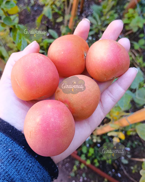 Semillas de Tomate Mala Cara / Tomate de Guarda - Semillas Agroecológicas