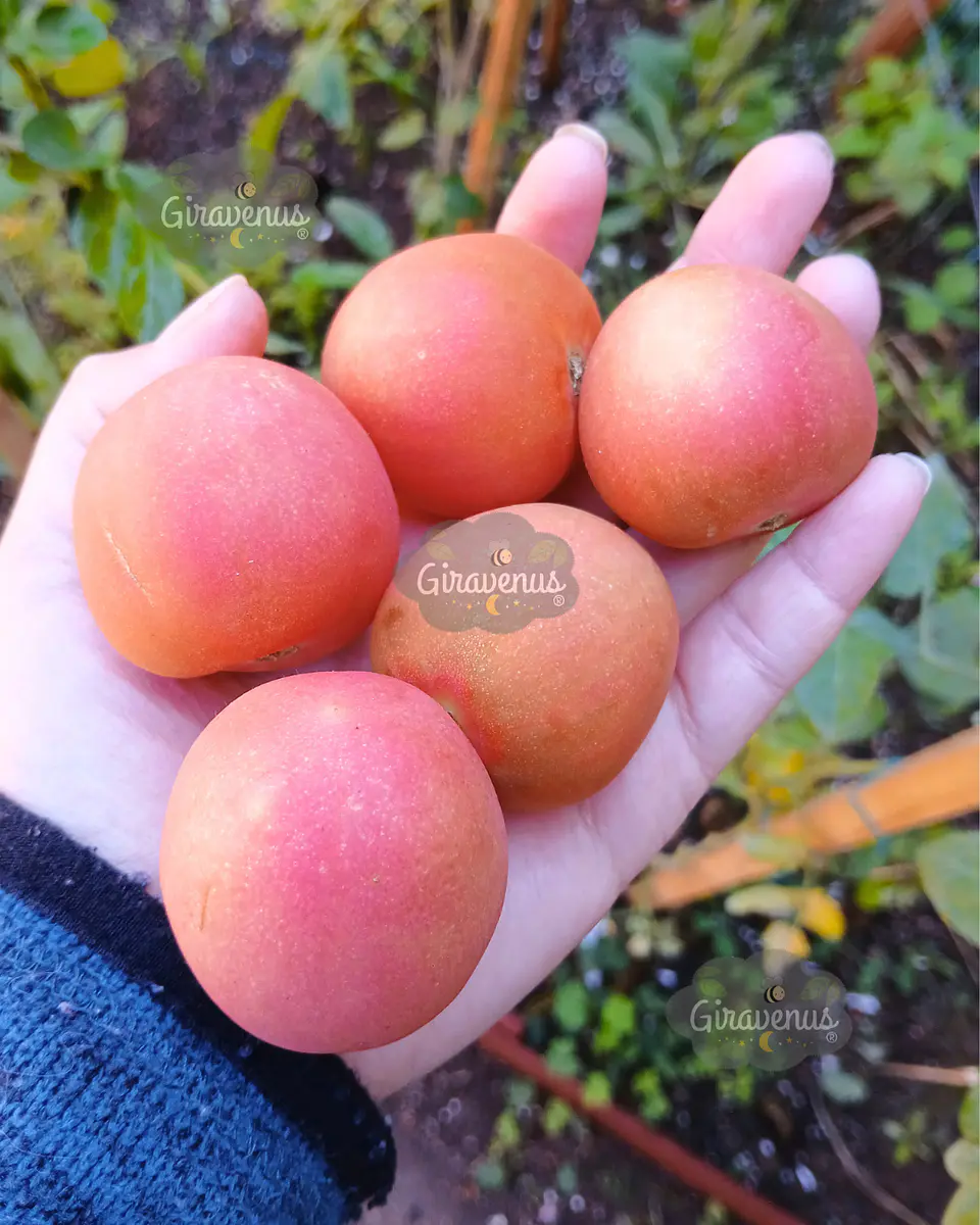 Semillas de Tomate Mala Cara / Tomate de Guarda - Semillas Agroecológicas 1