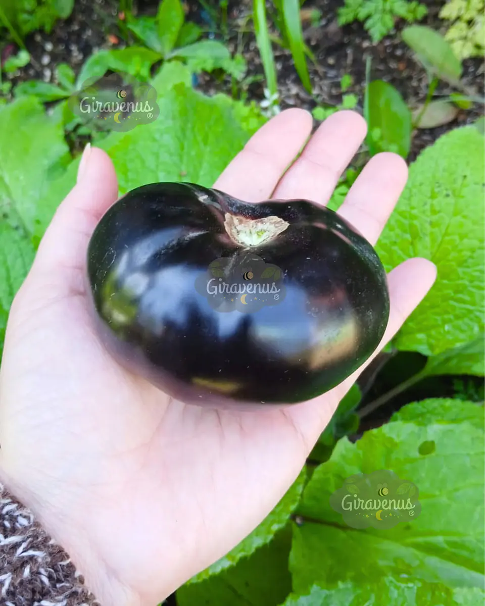 Semillas de Tomate Black Beauty - Semillas Agroecológicas 1